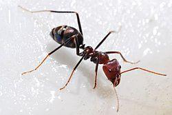 Konkurencja u mrówek Usunięcie konkurenta zwiększa aktywność słabszych konkurentów Irydomyrmex purpureus stanowiska z I.
