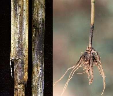 Konsekwencje w ochronie roślin - choroby Łagodne zimy z krótko zalegającą pokrywą śnieżną -