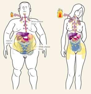 Tkanka łączna tłuszczowa