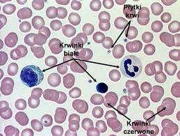 Krew i limfa Są to tkanki, które umożliwiają komunikację i współdziałanie pomiędzy różnymi częściami ciała.