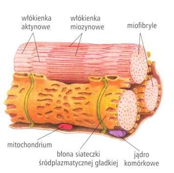 Mechanizm ruchu Skurcz mięśnia jest możliwy dzięki ślizgowi włókien cytoszkieletu: aktyny i miozyny.
