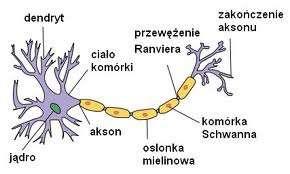 Poza neuronami w tkance nerwowej występują