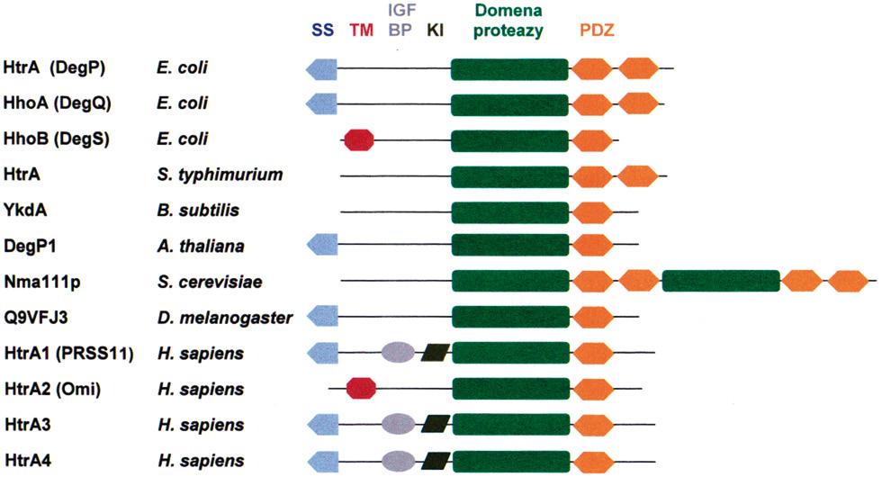 Dotychczas zidentyfikowano u człowieka cztery homologi białka HtrA E.