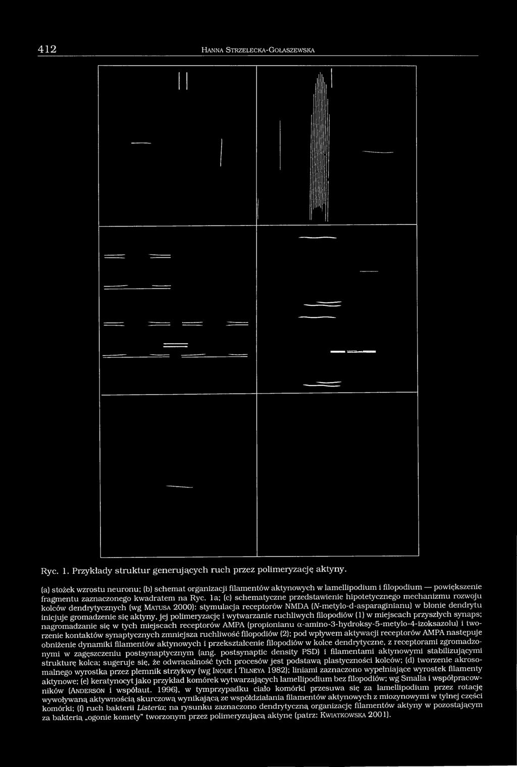 la; (c) schematyczne przedstawienie hipotetycznego mechanizmu rozwoju kolców dendrytycznych (wg M a t u s a 2000): stymulacja receptorów NMDA (lv-metylo-d-asparaginianu) w błonie dendiytu inicjuje