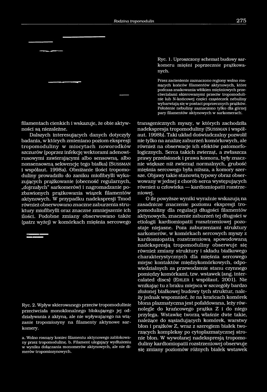 części cząsteczek nebuliny wybarwiają się w postaci poprzecznych prążków. Położenie nebuliny zaznaczono tylko dla górnej pary filamentów aktynowych w sarkomerach.