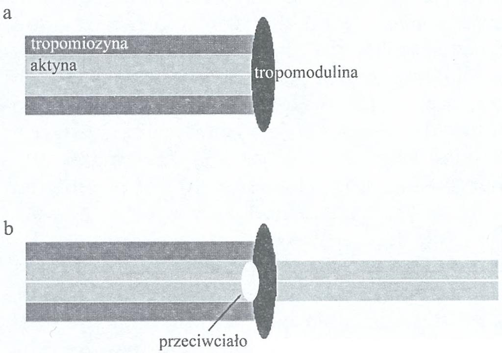 Obniżanie ilości tropomoduliny prowadziło do zaniku miofibrylli wykazujących prążkowanie (obecność regularnych, dojrzałych sarkomerów) i nagromadzanie pozbawionych prążkowania wiązek filamentów