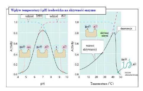 Wydział Chemiczny Politechniki Gdańskiej Katedra Technologii Leków i Biochemii Badanie wpływu temperatury, ph, aktywatorów i inhibitorów na aktywność α-amylazy Wstęp Szybkość reakcji enzymatycznej