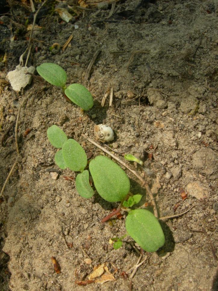 murawie, zaleca się w czasie kwitnienia agrestu i przed planowanymi zabiegami środkami ochrony roślin.