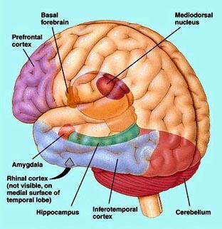 neuroanatomia i agresja układ limbiczny - ciało migdałowate,