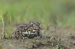 Śnieżyczka przebiśnieg Konwalia majowa Grążel żółty Nie mniej bogata jest również fauna. W sumie zewidencjonowano 181 gatunków kręgowców chronionych, wśród nich są m.in.