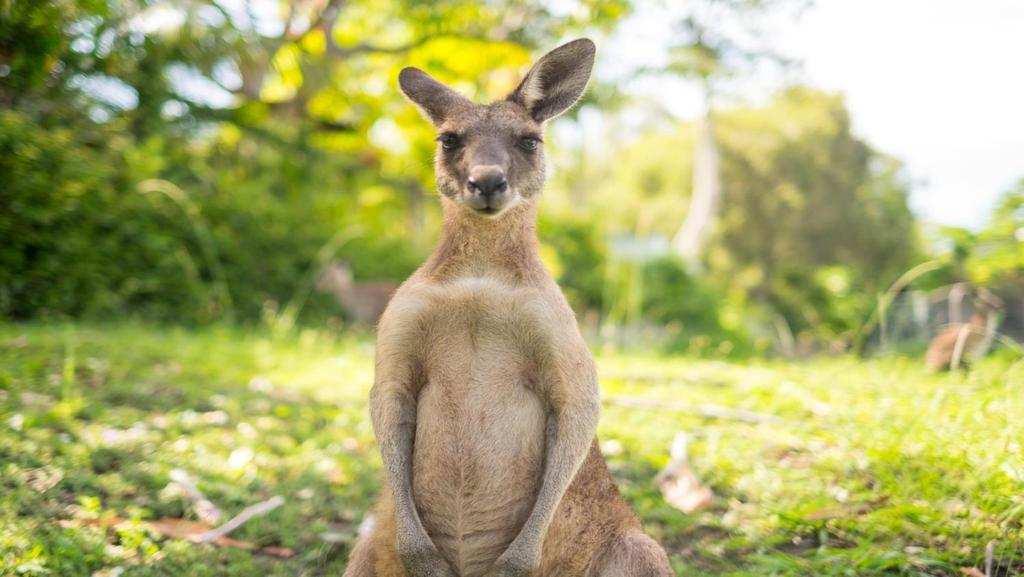 Dzien 6 ULURU/MELBOURNE Późnym popołudniem lecimy Do Melbourne. Dotrzemy tam wieczorem, a jes li starczy nam sił, wybierzemy się na spacer po mies cie.