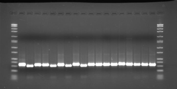 Galbas M., Selwet M., Dullin P., Porzucek F., Skrzypczak W., 2010. Interakcje występujące pomiędzy mikroorganizmami 5 Tabela 3.