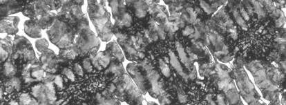 100 100 100 100 100 Rysunek 7 Gniazdo zaworu wylotowych, nad cylindrem 1: a) zgład nietrawiony ciemny grafit, pow.
