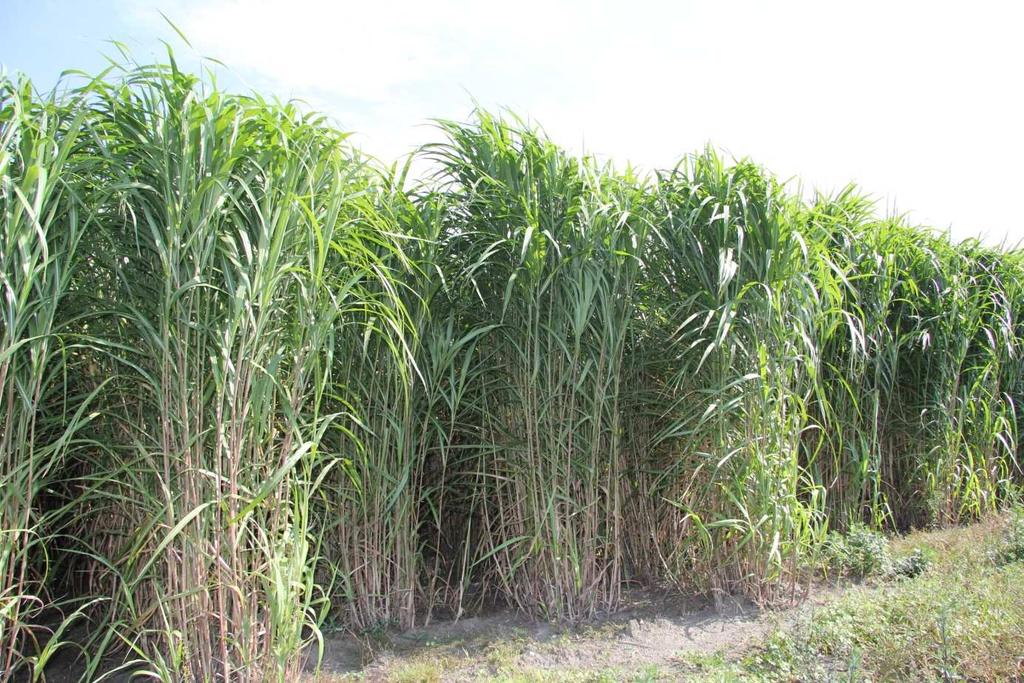 PLANTACJE
