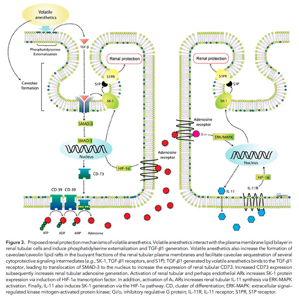 Br J Pharmacol 2008; 153: 21 Kawamura et al.