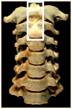 ANATOMIA