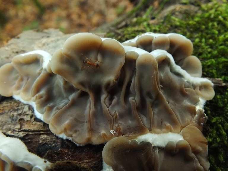 Auricularia