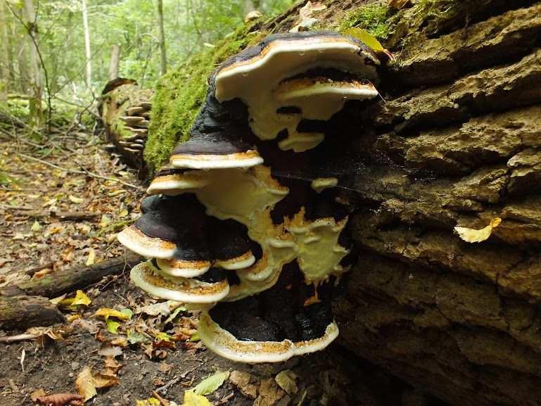 Fomitopsis pinicola