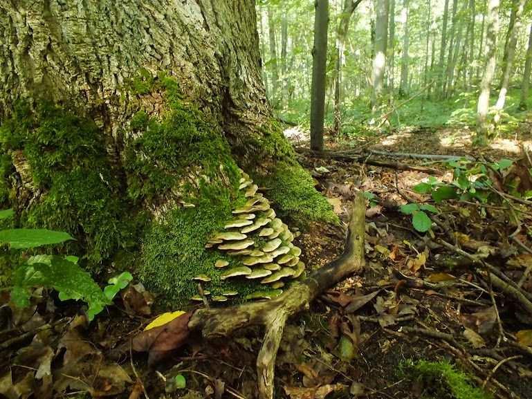 Oxyporus populinus