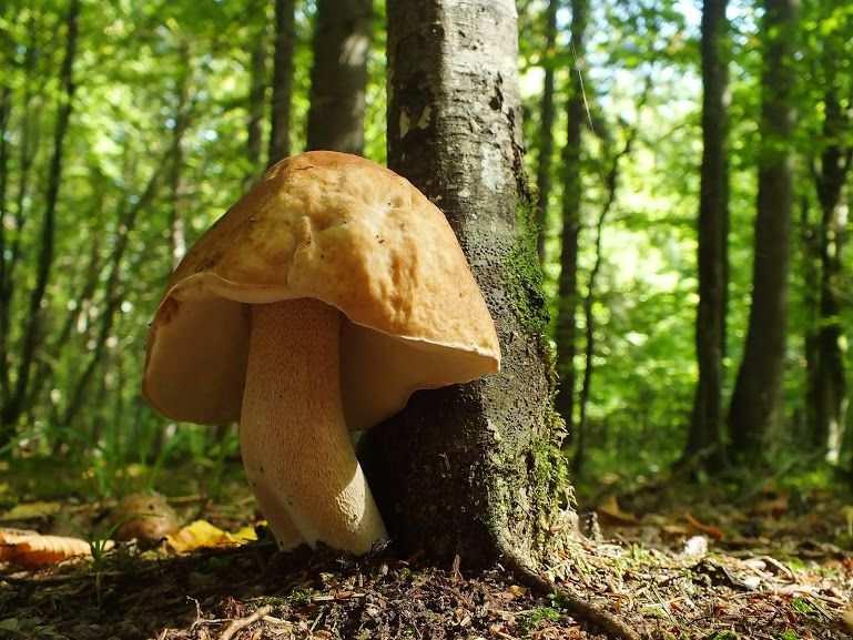 Boletus