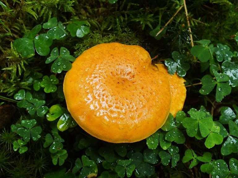 Pholiota flammans