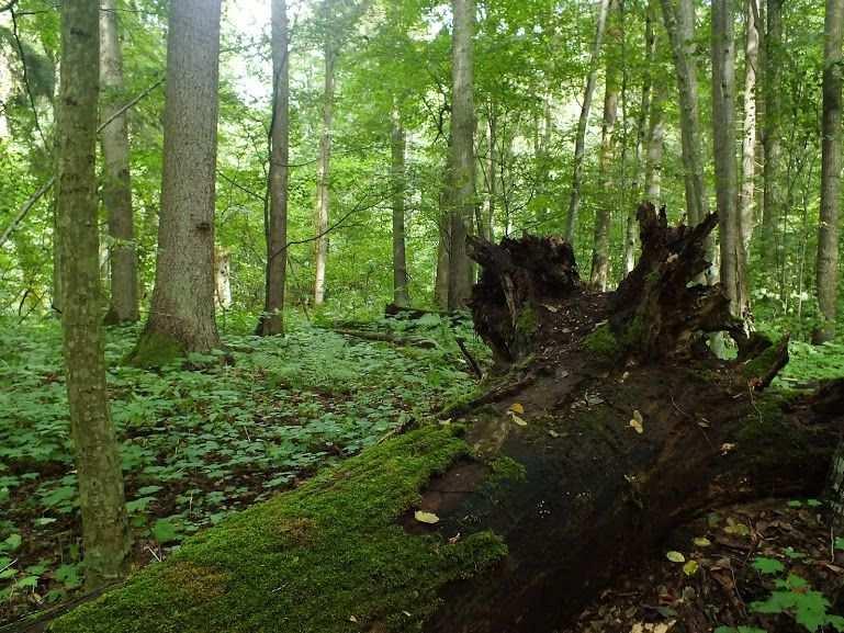 Kłoda dębu w rezerwacie Mazury