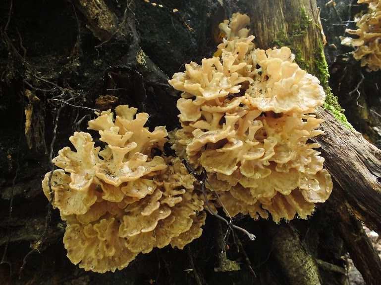 Grifola frondosa