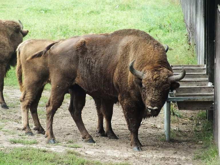 Żubry w zagrodzie