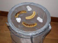 To samo dotyczy pokrajanych bananów, jedynym warunkiem powodzenia takiej hodowli jest codzienna wymiana zarówno kłębków waty jak i bananów.