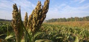 .pl https://www..pl Sorgo jest rośliną bardzo bliską kukurydzy Sorgo to klasyczna roślina jara.