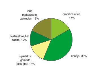 (5) () (4) (3) (2) Rys. 0. Analiza przyczyn œmiertelnoœci ptaków drapie nych 200-2004 na podstawie 562 przypadków, dla których ustalono przyczynê okaleczenia lub œmierci Fig. 0. Analysis of birds of prey mortality in 200-2004 on the basis of 562 cases with recognized dead or injury reason.