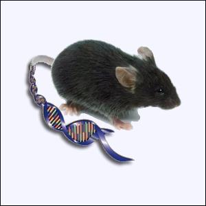 należące do następujących gatunków: mysz domowa (Mus musculus) szczur wędrowny (Rattus norvegicus) świnka morska (Cavia