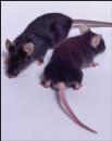 jax.org ) Zwierzęta gnotobiotyczne GN Zwierzęta agnotobiotyczne Nazwy GF bezbakteryje (germ free) Mono-, di-, polibionty SOPF
