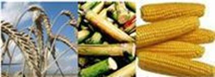 żywnościowe (zboża, kukurydza,