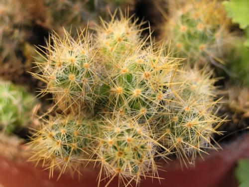 Rośliny Egzotyczne w domu - hodujemy kaktusy Kaktusy to rośliny, które swoją popularność zawdzięczają niezwykłej mnogości kształtów i rozmiarów.