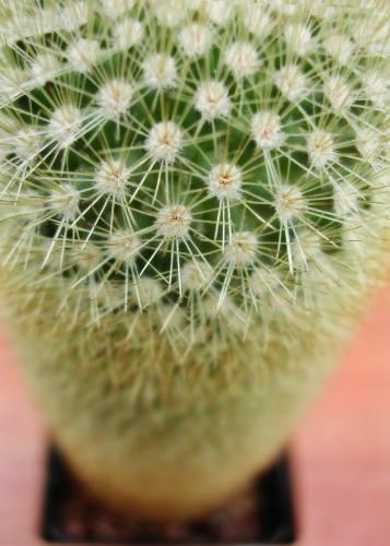 (Do uprawy w warunkach domowych najczęściej wybieramy kaktusy o kulistym kształcie) - Przesadzanie i rozmnażanie Przesadzanie kaktusów najlepiej przeprowadzić zanim zacznie się ich okres wegetacyjny,