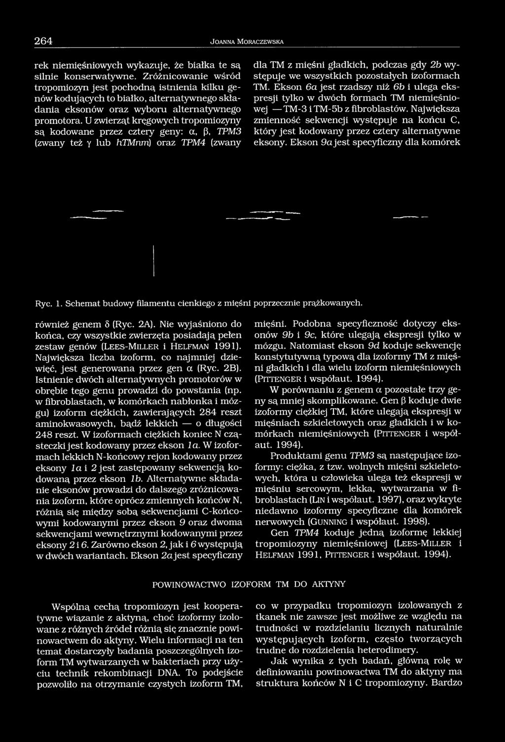 U zwierząt kręgowych tropomiozyny są kodowane przez cztery geny: a, (3, TPM3 (zwany też y lub htmnm) oraz TPM4 (zwany dla TM z mięśni gładkich, podczas gdy 2b występuje we wszystkich pozostałych