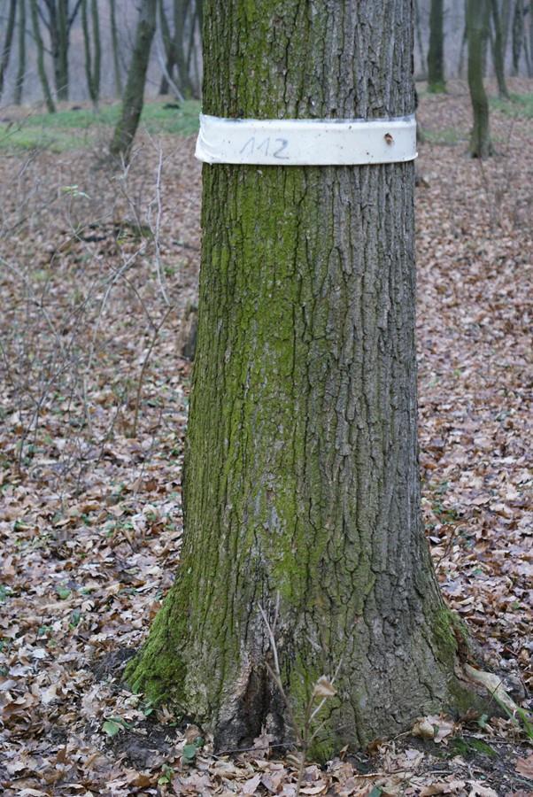 rodzajów na każdej powierzchni Pułapka (opaska) Pułapka