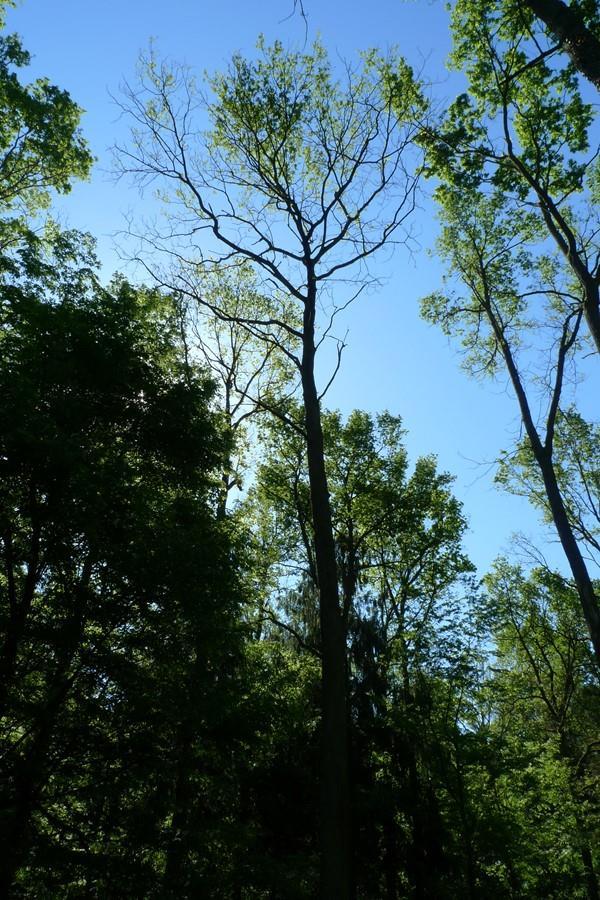 Problem Powtarzający się w kolejnych latach ubytek aparatu asymilacyjnego (defoliacja) powoduje spadek przyrostu, obniżenie kondycji
