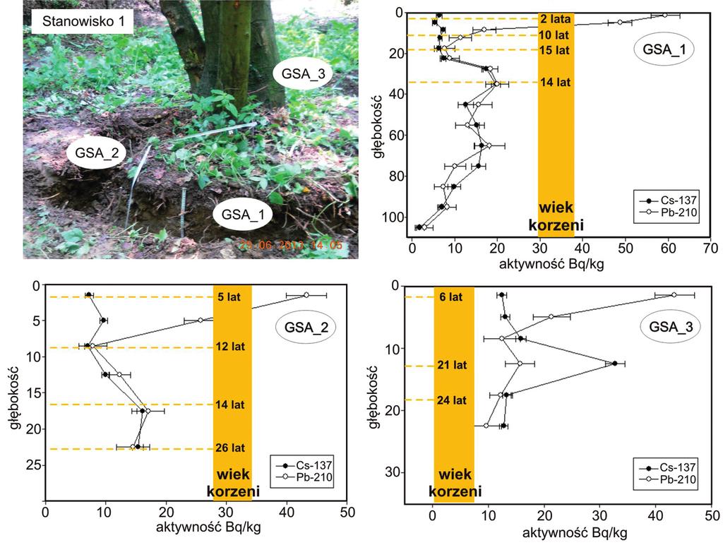 Ryc. 2. Miejsca poboru prób, datowania korzeni oraz koncentracje izotopów 137Cs i 210Pb na stanowisku 1 (stożek wewnętrzny) Fig. 2. Location of samplings the root dating and analyses of 137Cs and 210Pb isotopes content on the study site 1 (internal fan) Ryc.