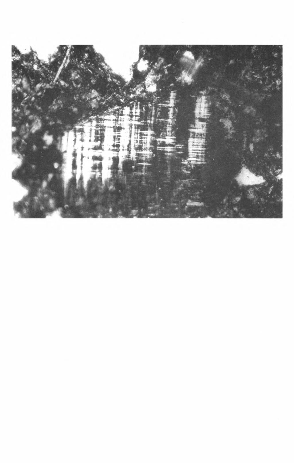 Mikromorfologia gleb wapniowcowych. Cz. // 725 Fot. 2. Profil Stępina 2, Ah, 0-10 cm. Centralnie ziarno mikroklinu z oznakami wietrzenia chemicznego: nikole skrzyżowane Photo 2.