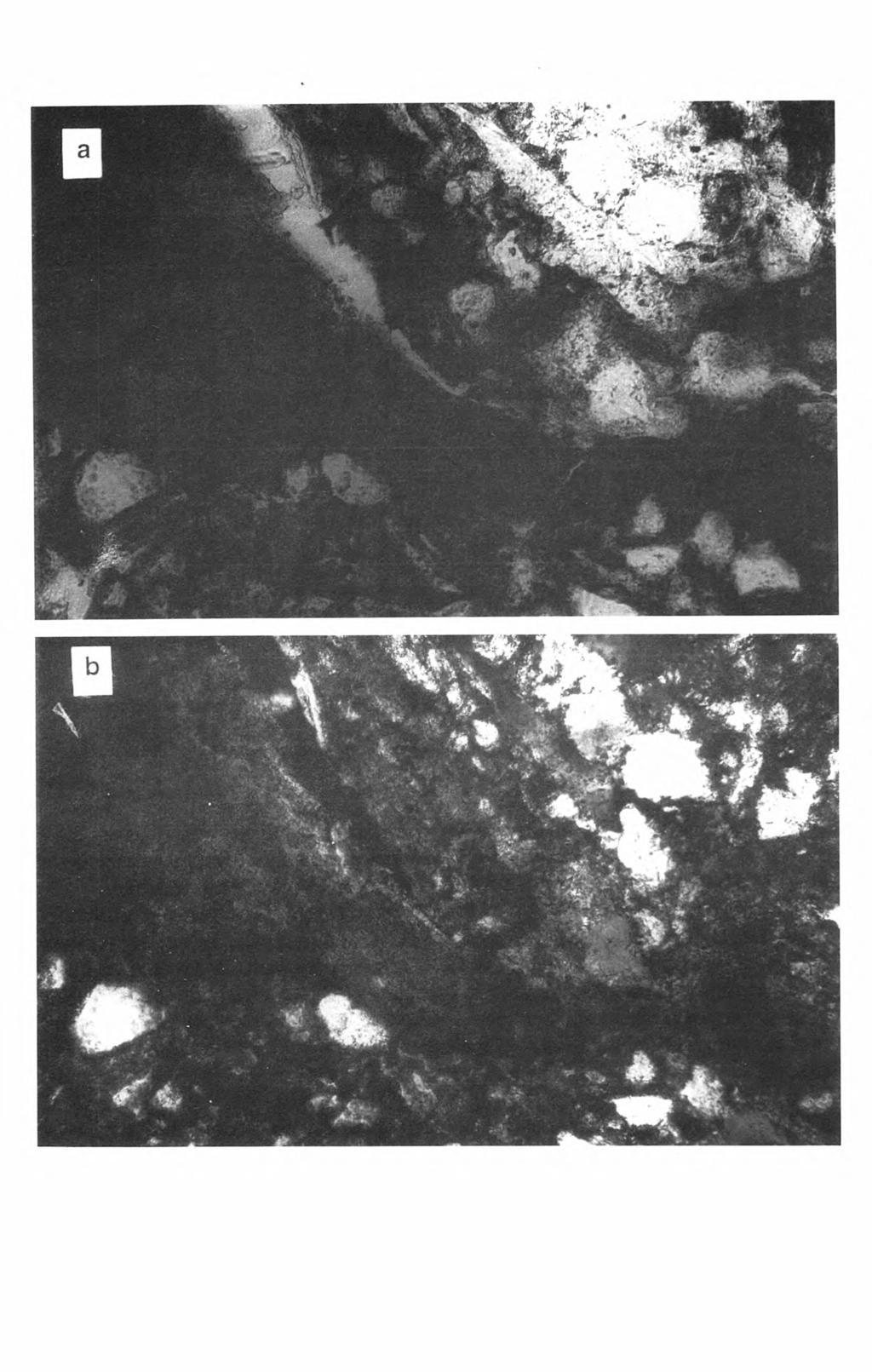 Mikromorfologia gleb wapniowcowych. Cz IJ /27 Fot. 4.
