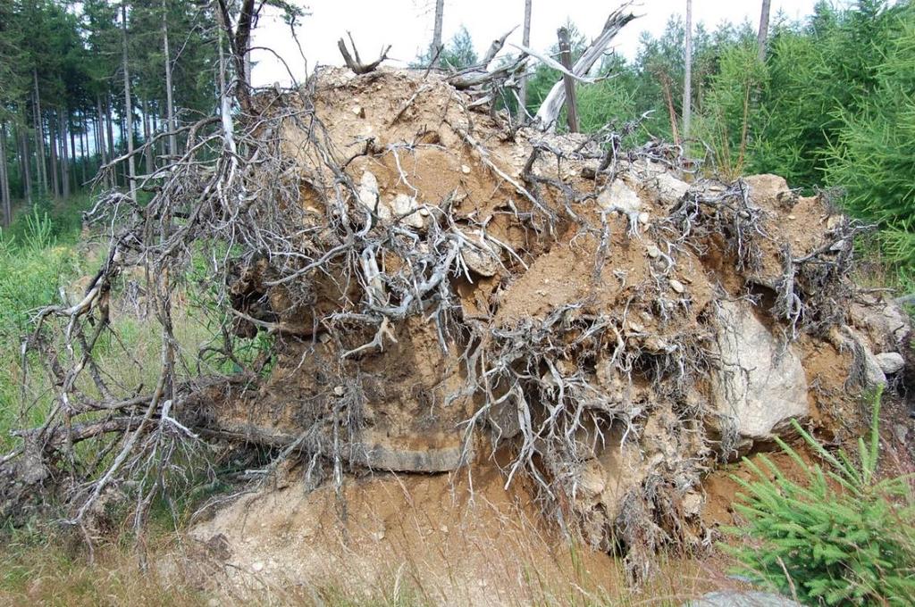 Stoki sudeckie piętra leśnego w holocenie fot. P. Migoń, 2007 Fot. 1.