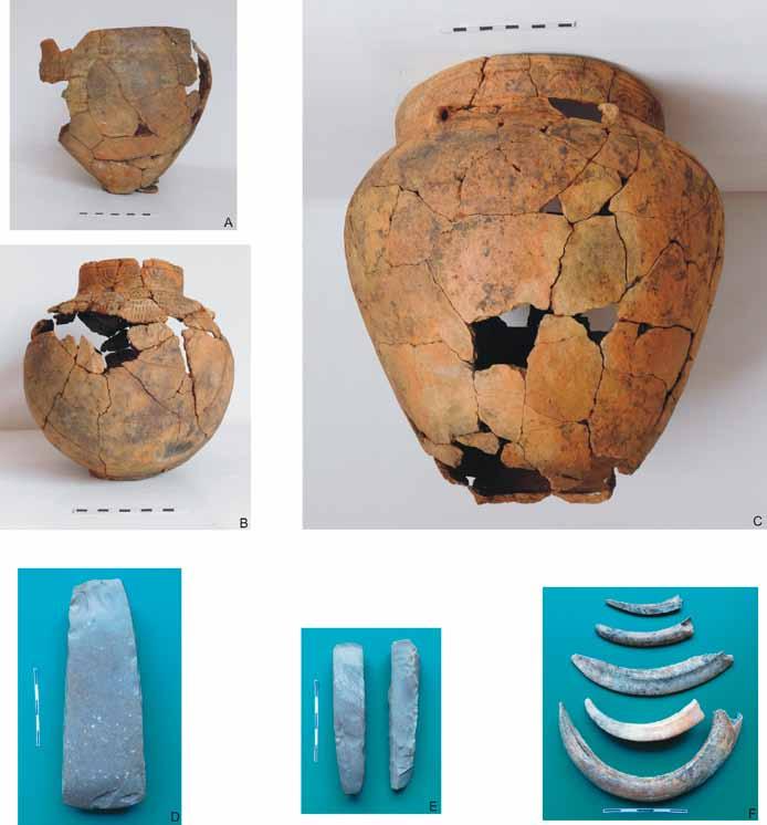 Ryc. 6. Sadowie, pow. opatowski, stan. 23. Gliniane naczynia (A C), krzemienne narzędzia (D E) i kły dzika (F) z wyposażenia grobów nr 1 (A), 3 (B, D), 4 (C) i 5 (F) Abb. 6. Sadowie, Kreis Opatów, Fst.