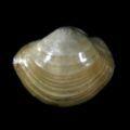 Yoldiella solidula Chone paucibranchiata 150 100 50 0 1997 1998 1999 2000 2001 2002 2003 2004 2005