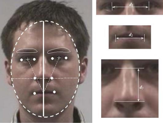 Cechy biometryczne twarzy - geometryczne owal twarzy, szerokośd twarzy, kształt ust, kształt nosa, kształt czoła,