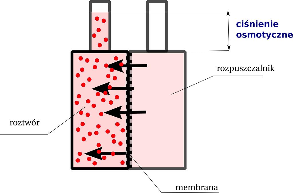 Zjawiska koligatywne Ciśnienie osmotyczne Pojęcie to odnosi się do zjawiska osmozy, jakie zachodzi pomiędzy roztworem a czystym