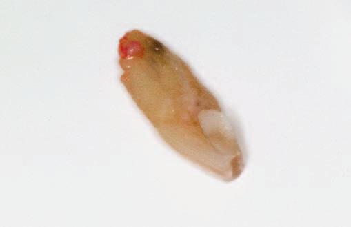 Opracowana