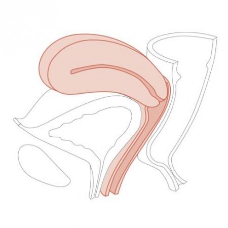 korzystania z wziernika) Badanie palpacyjne per vaginum i per rectum Nauka badania i diagnozy prawidłowości oraz zmian szyjki macicy.