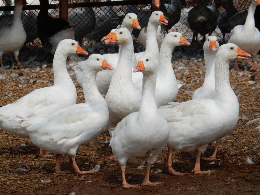INFORMACJA z wykonanego zadania na rzecz postępu biologicznego w produkcji zwierzęcej Tytuł zadania: Analiza zmienności cech użytkowych i reprodukcyjnych oraz jakości jaj wylęgowych hodowlanych